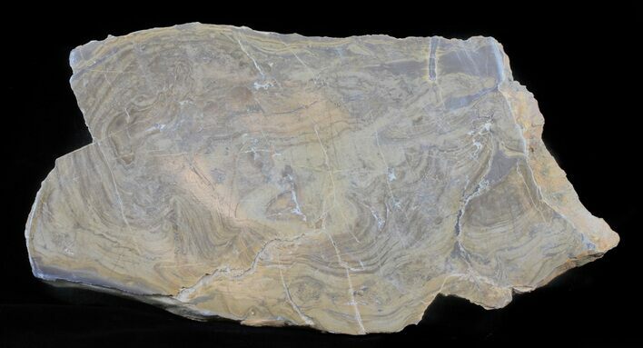 Devonian Stromatolite Slice - Orkney, Scotland (Clearance Price) #61074